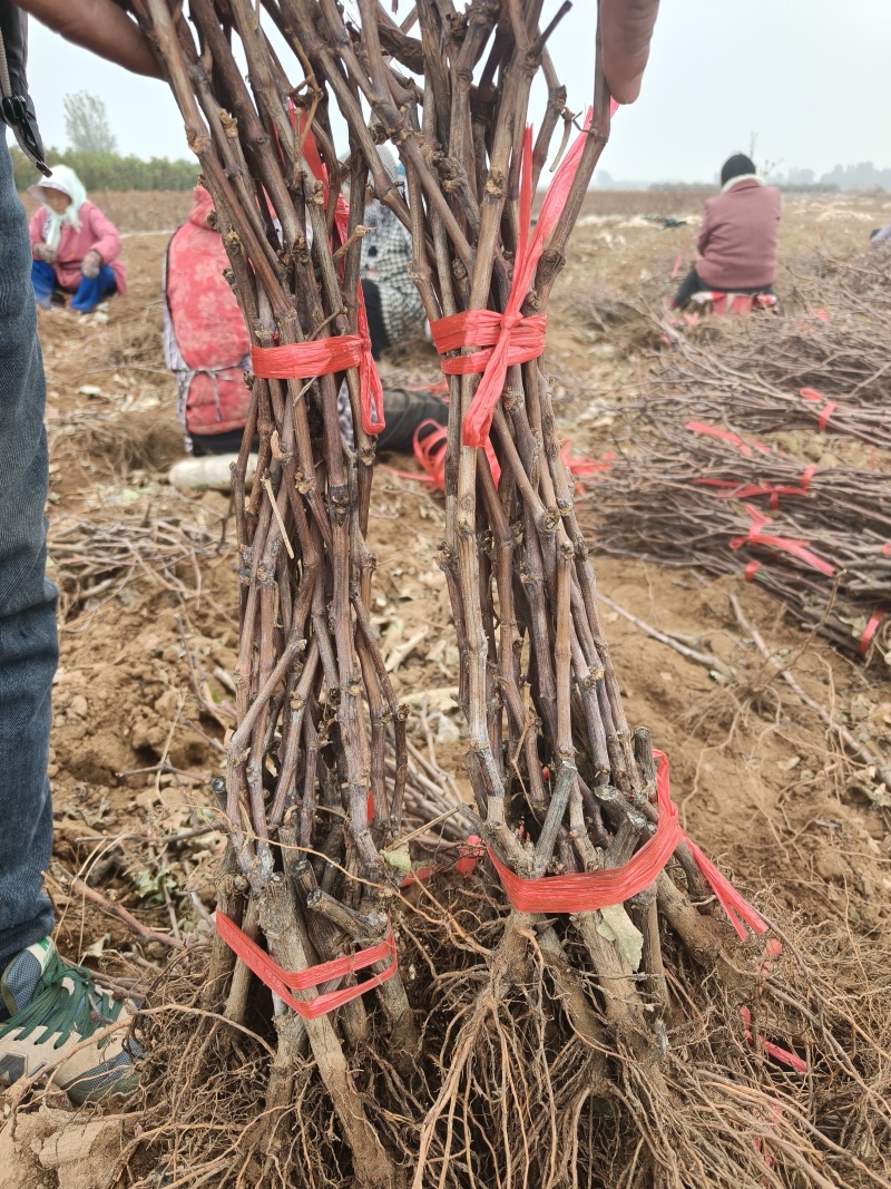 新育葡萄苗基地发货产地一手货源