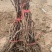 新育葡萄苗基地发货产地一手货源