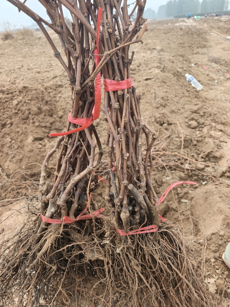 新育葡萄苗基地发货产地一手货源