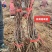 新育葡萄苗基地发货产地一手货源