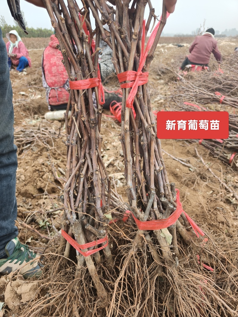 新育葡萄苗基地发货产地一手货源