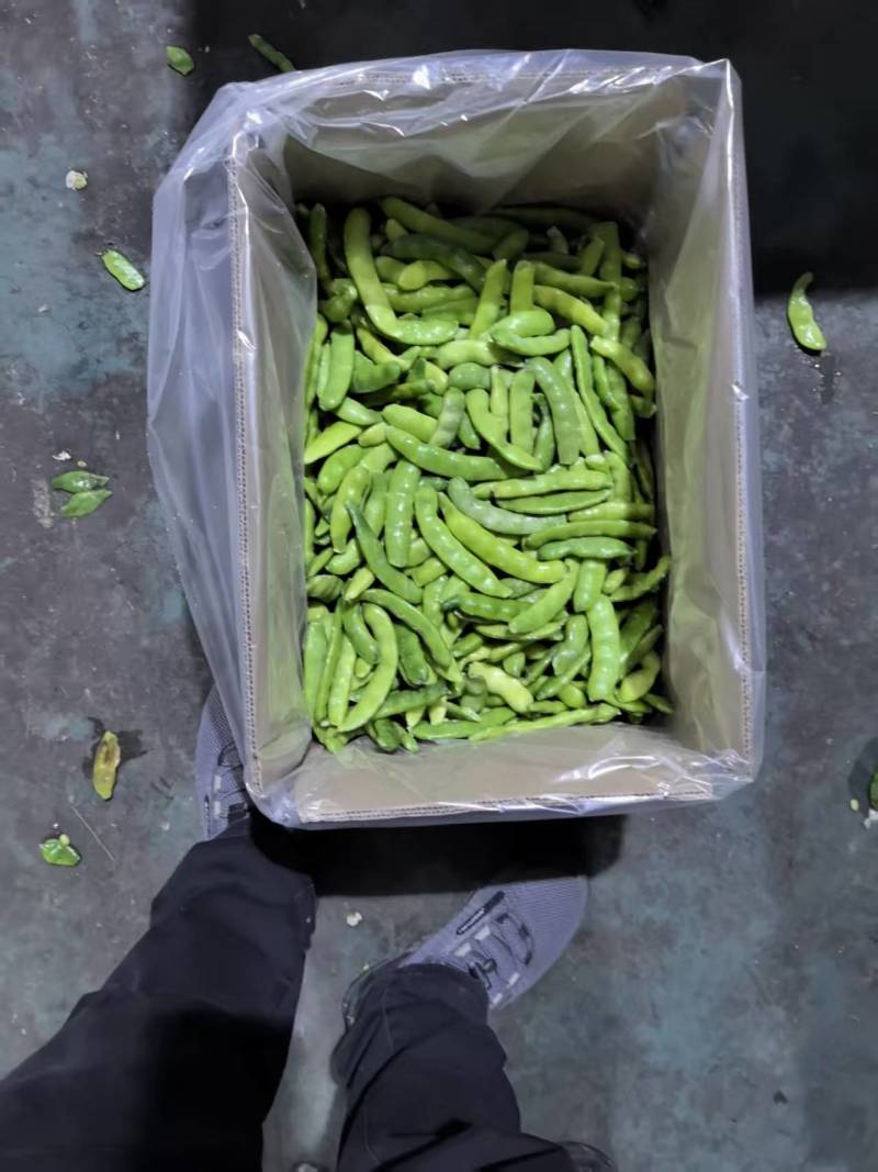 速冻油豆角保质保量对接全国市场量大从优欢迎咨询
