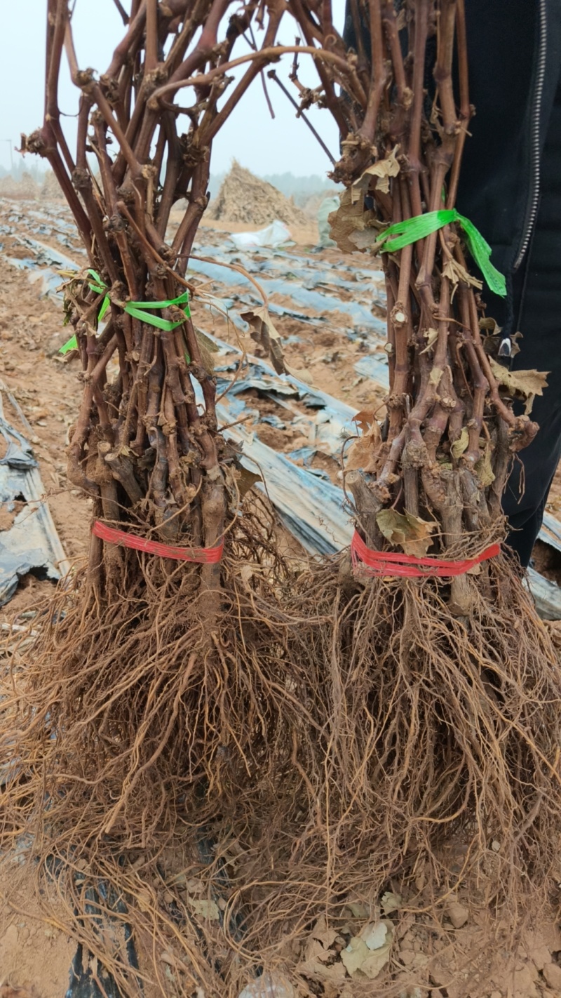 俑优葡萄苗基地发货保证质量