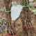 俑优葡萄苗基地发货保证质量
