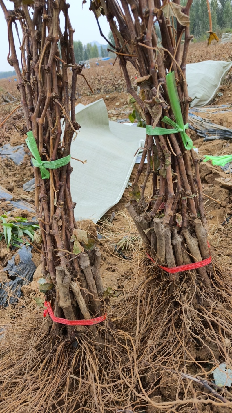俑优葡萄苗基地发货保证质量