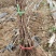 俑优葡萄苗基地发货保证质量