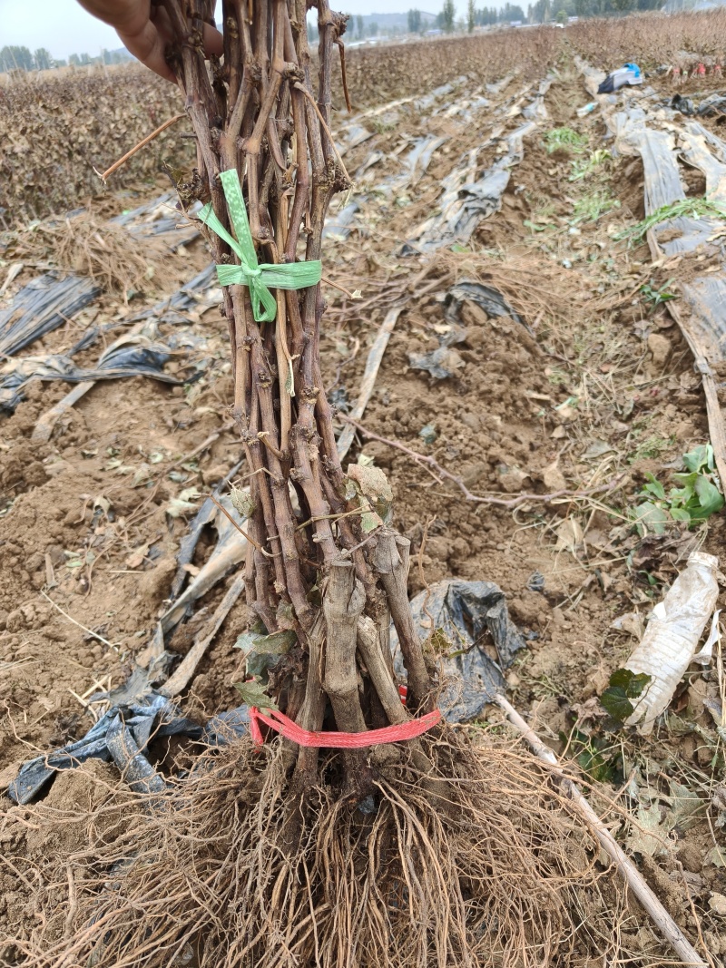 俑优葡萄苗基地发货保证质量