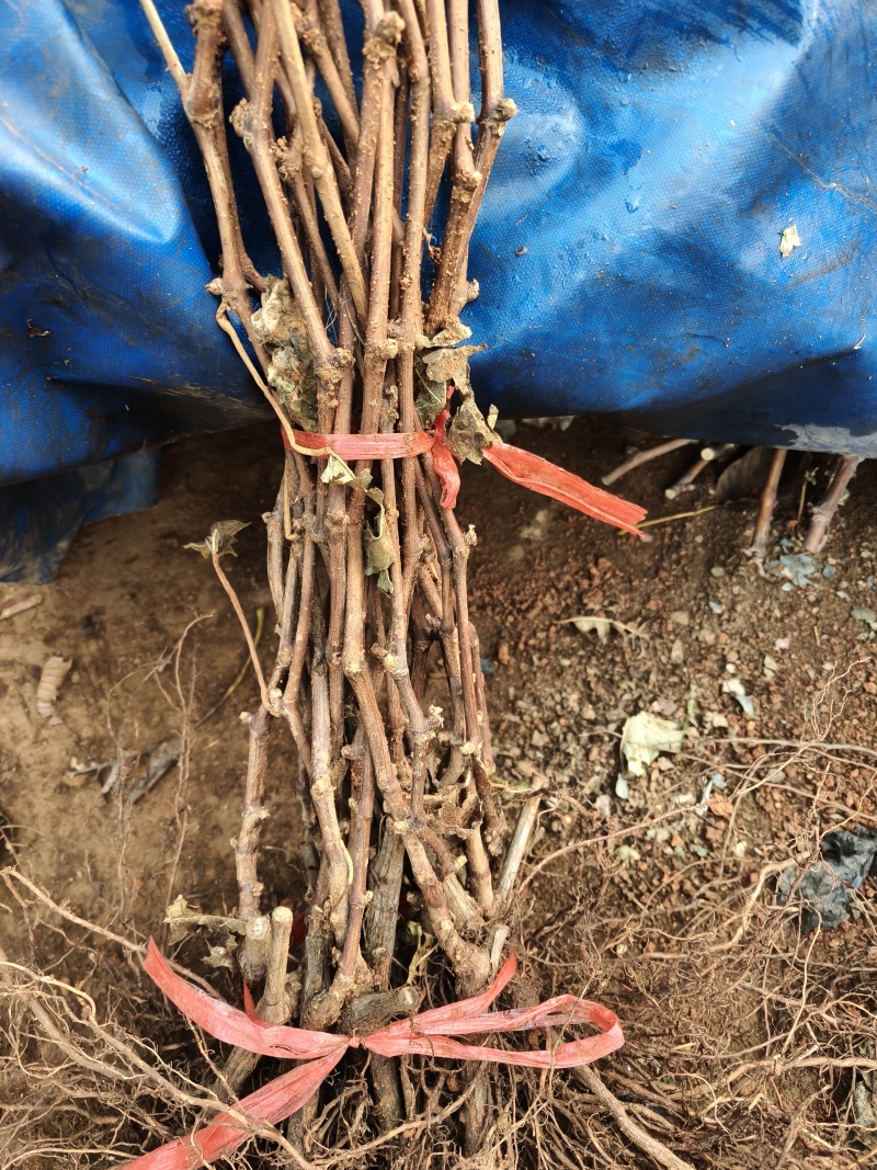 俑优葡萄苗基地发货保证质量