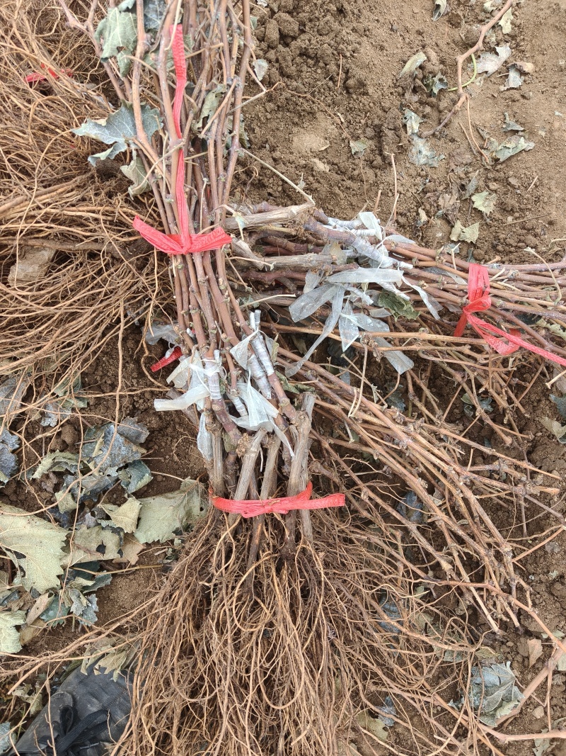 俑优葡萄苗基地发货保证质量
