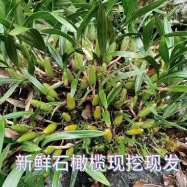 石橄榄双叶大果石仙桃煲汤炖鸡煲药食同源