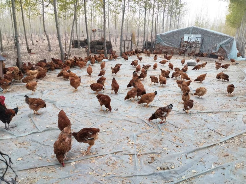 出售6000只散养鸡，平均四斤半左右，批发价格，量大优先