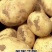 精【热卖】商丘脱毒种薯刘平1号高产抗病质优价廉欢迎电联
