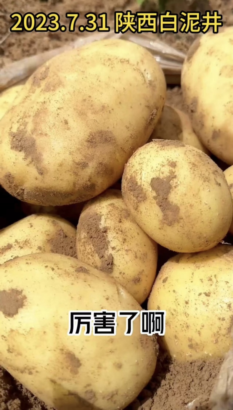 精【热卖】商丘脱毒种薯刘平1号高产抗病质优价廉欢迎电联