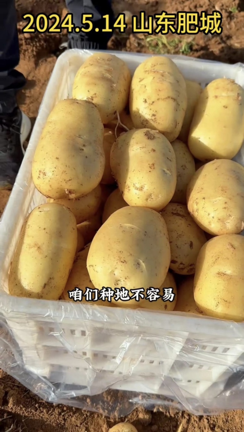 精【热卖】商丘脱毒种薯刘平1号高产抗病质优价廉欢迎电联