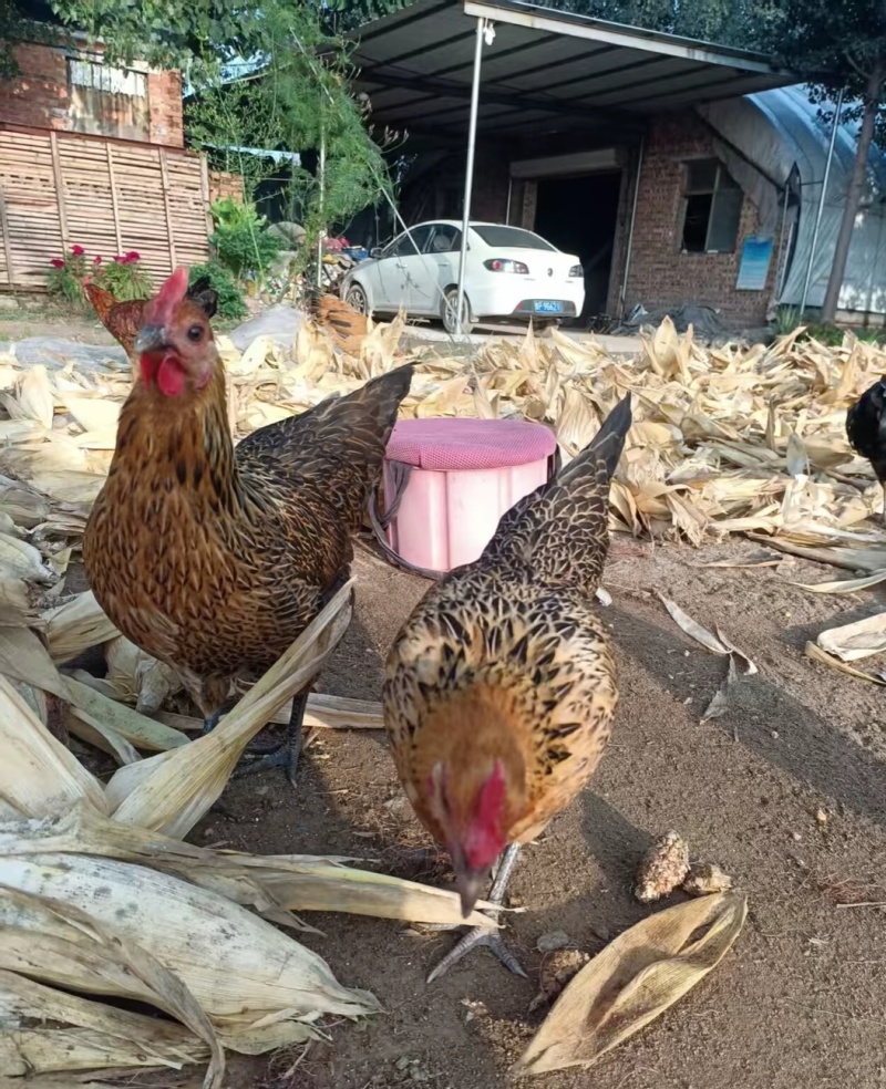 养生之道土鸡必须有
