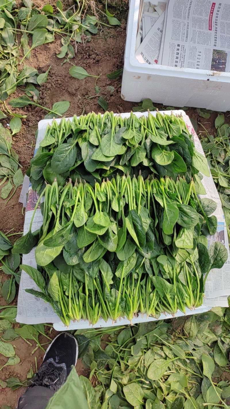 山东小叶菠菜，市场，电商，加工厂货大量供应。