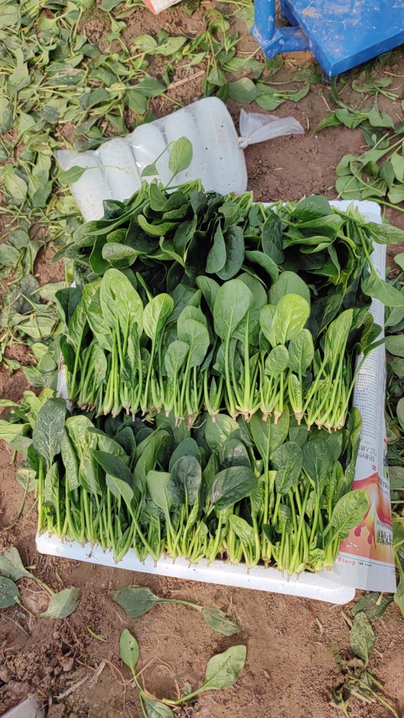 山东小叶菠菜，市场，电商，加工厂货大量供应。