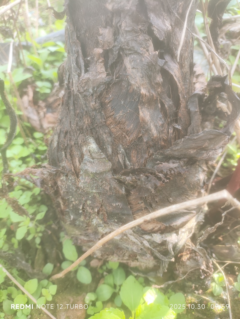 产地，农业种植地