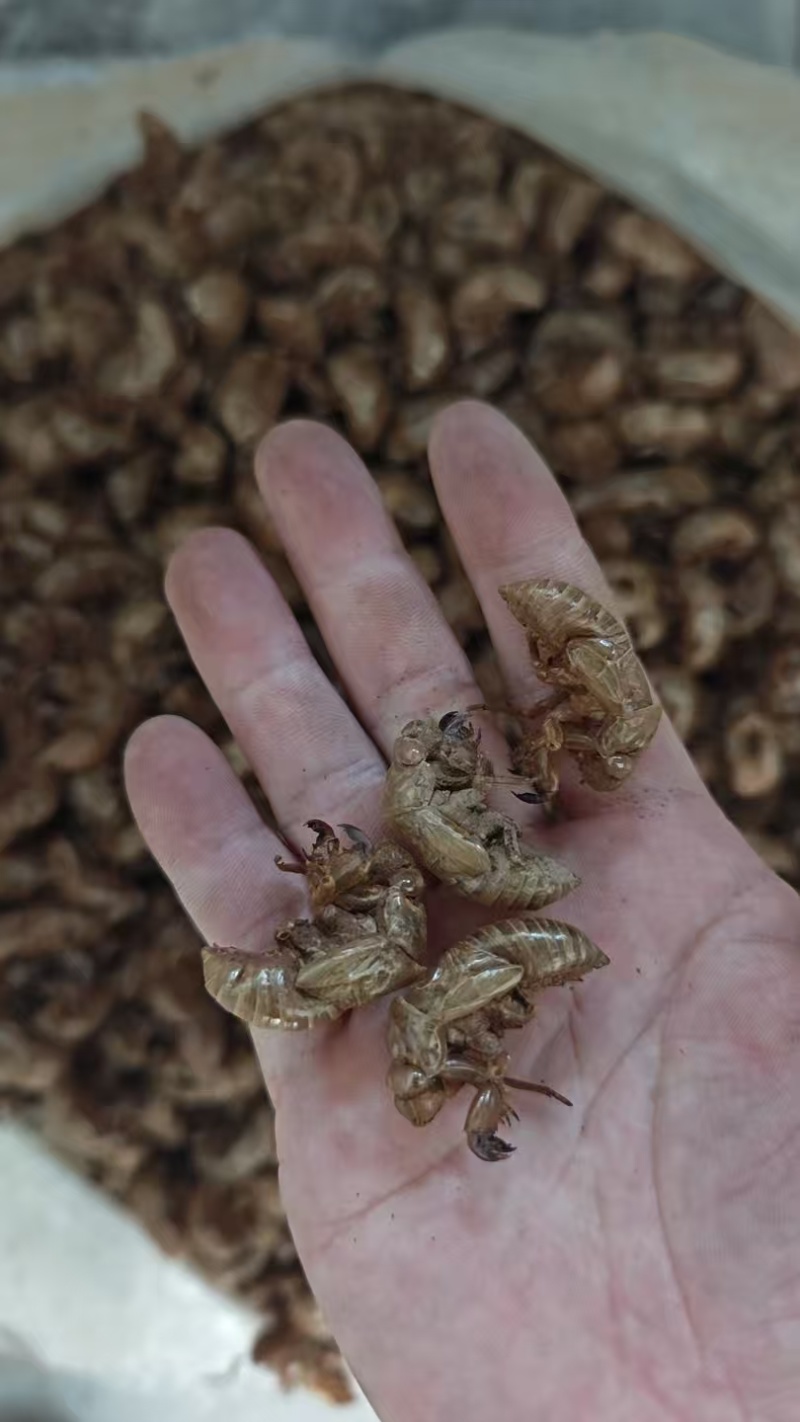 黄壳蝉蜕3厘米