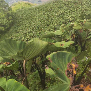 产地，农业种植地