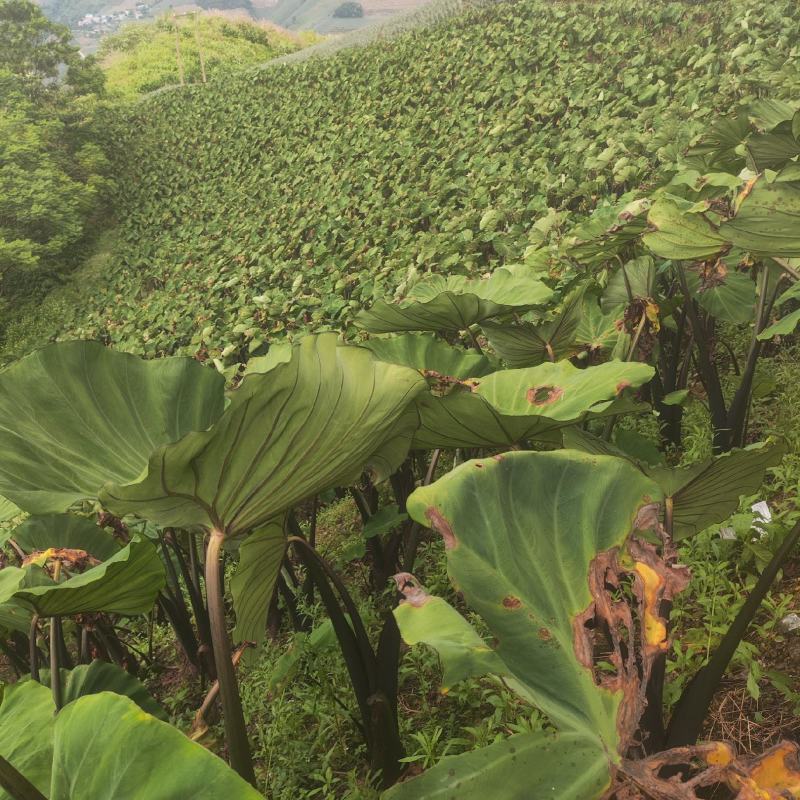 产地，农业种植地