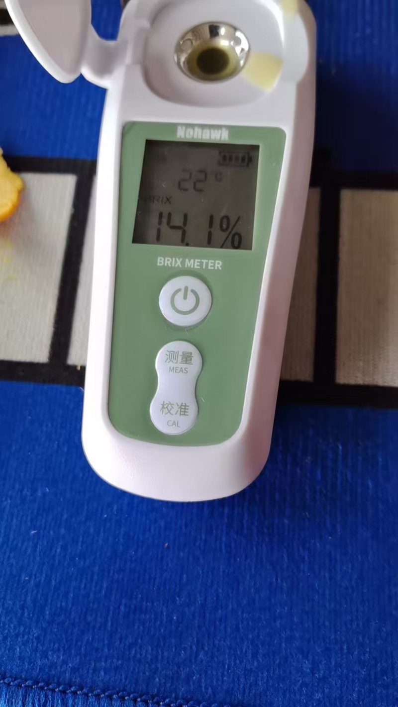 金秋砂糖橘