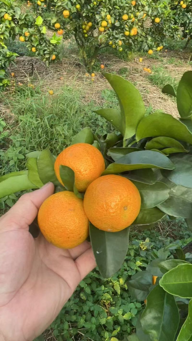 金秋砂糖橘