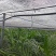 平安树，富贵栮子