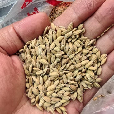 德阳什邡谷子（桂朝）大量出干货5万多斤，