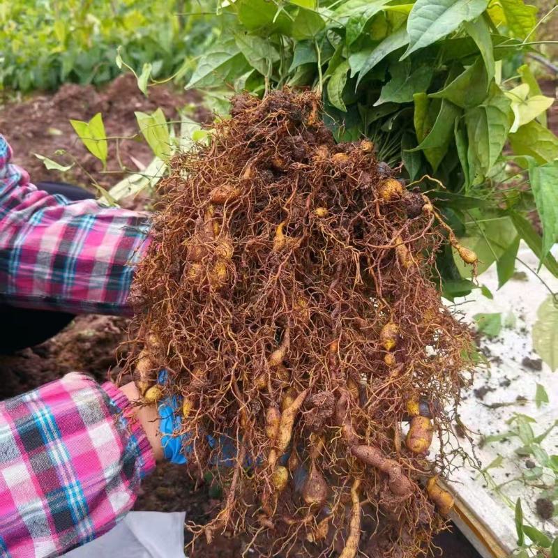 精品金果榄种苗，一手货源产地直发，量大从优