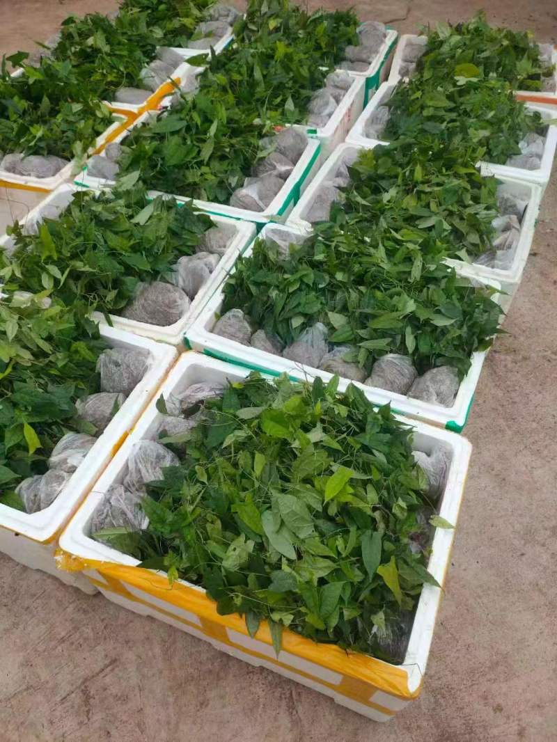 精品金果榄种苗，一手货源产地直发，量大从优