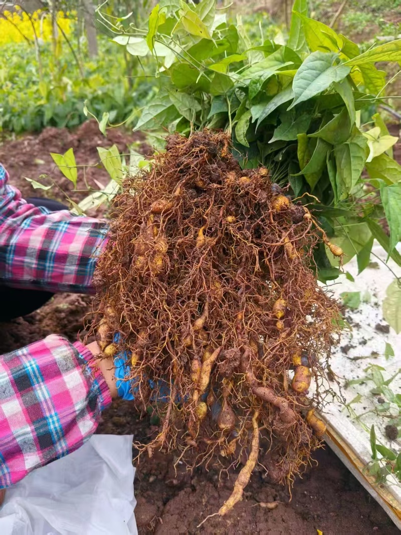 精品金果榄种苗，一手货源产地直发，量大从优