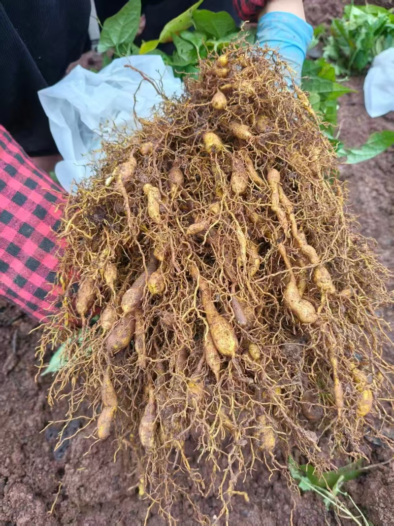 精品金果榄种苗，一手货源产地直发，量大从优