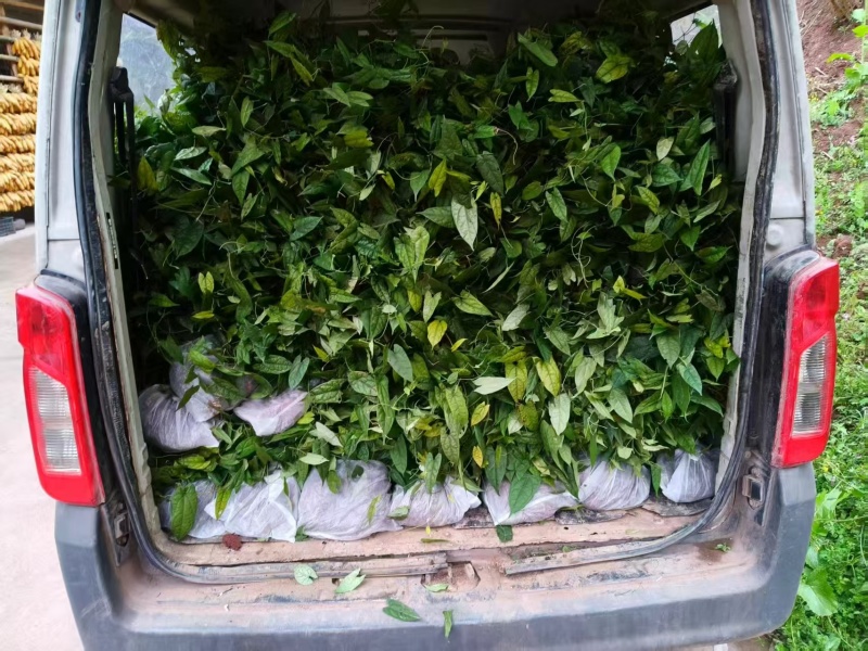 精品金果榄种苗，一手货源产地直发，量大从优