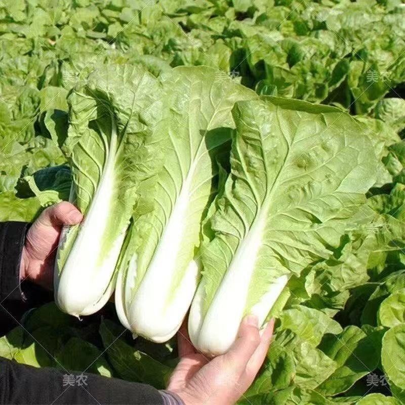 精品快菜喜欢的可以联系大量批发长期供应新鲜采摘
