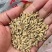 德阳什邡谷子（桂朝）大量出干货5万多斤，