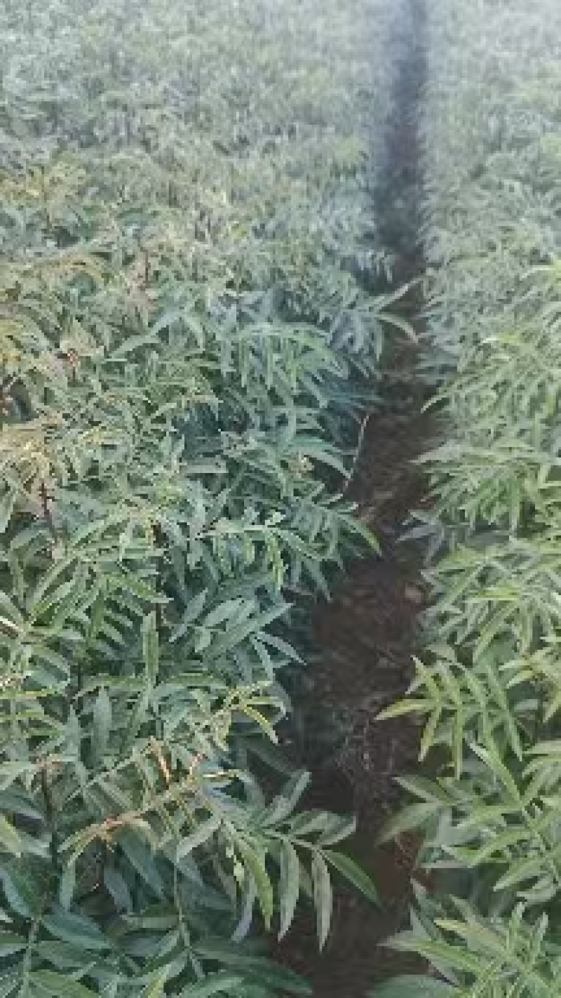 青花椒苗
