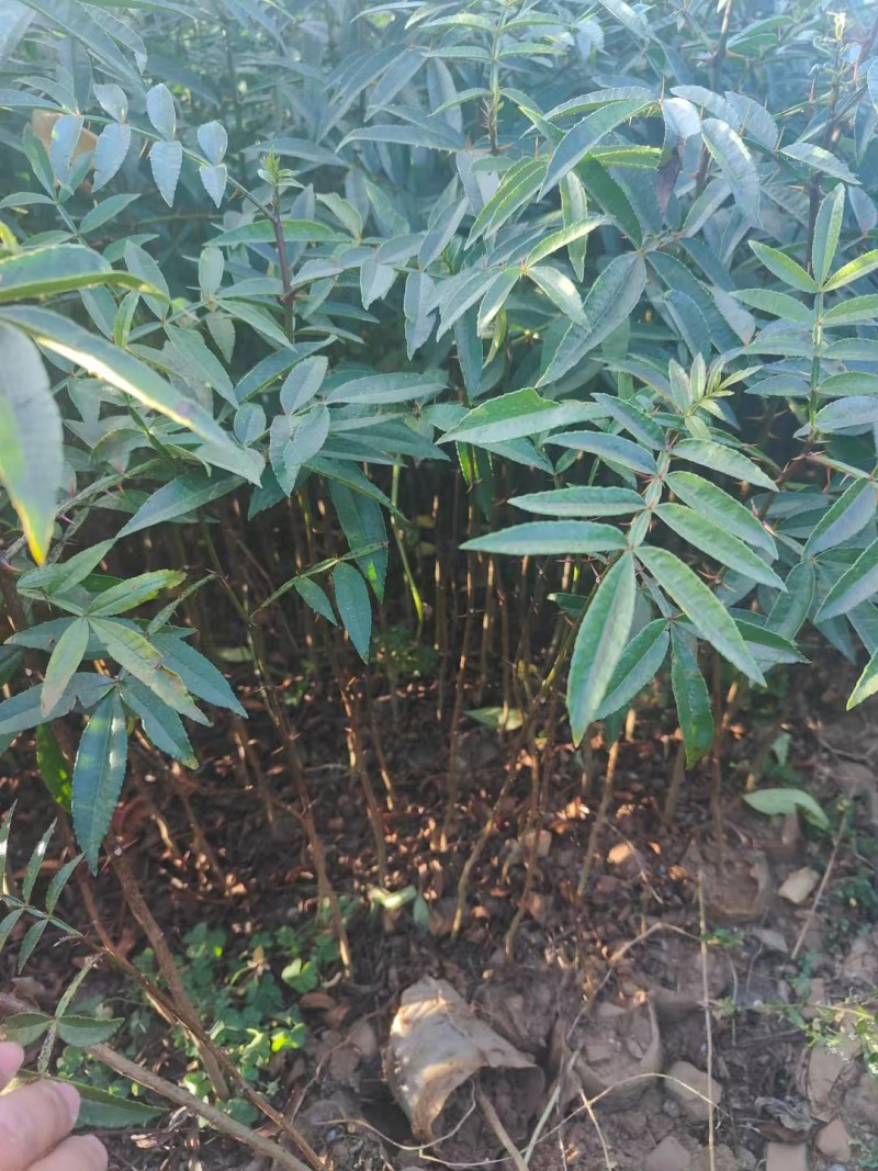 青花椒苗