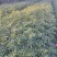 青花椒苗