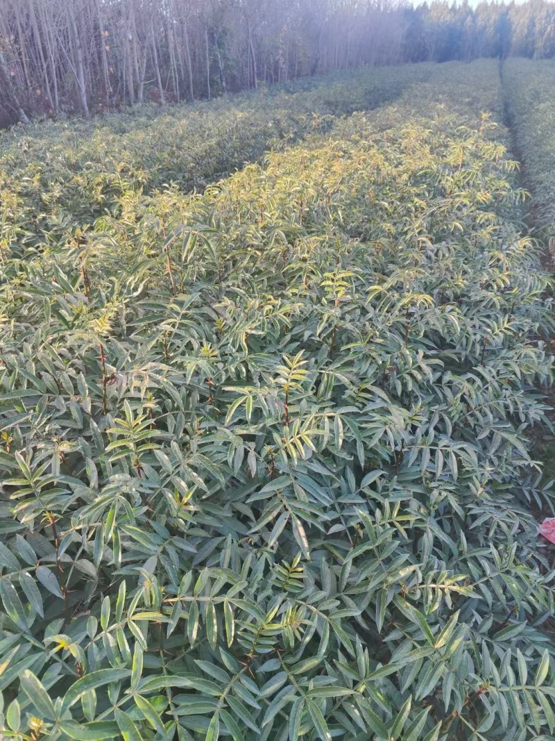 青花椒苗