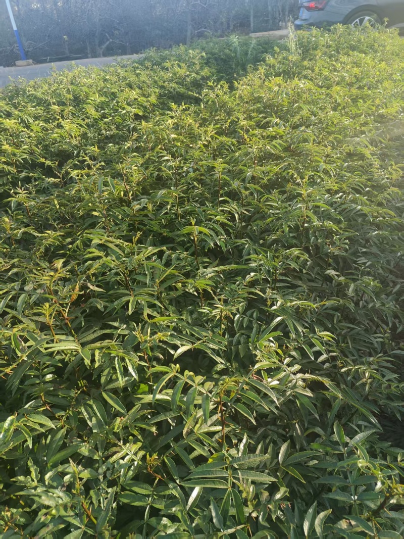 青花椒苗
