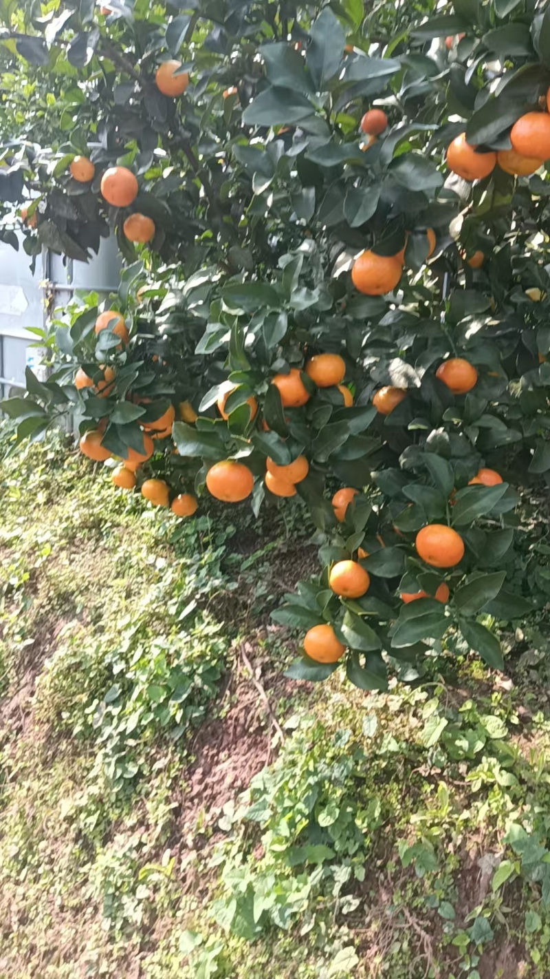 金秋砂糖橘