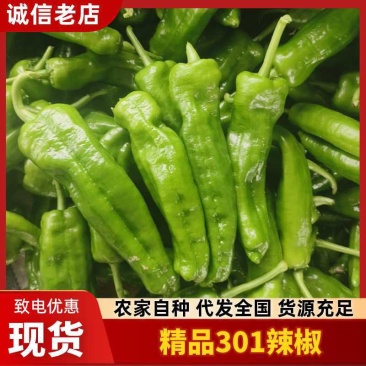 河南商丘夏邑产区301辣椒大量上市，欢迎大家前来采购！！