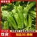 河南商丘夏邑产区301辣椒大量上市，欢迎大家前来采购！！