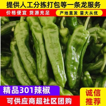 河南精美301辣椒，规模化种植产量高技术完备，大量上市