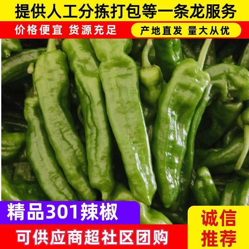 河南精美301辣椒，规模化种植产量高技术完备，大量上市
