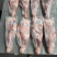 羊腿，6-8条，各种规格，内蒙羊腿，宴席，酒店，羊汤馆
