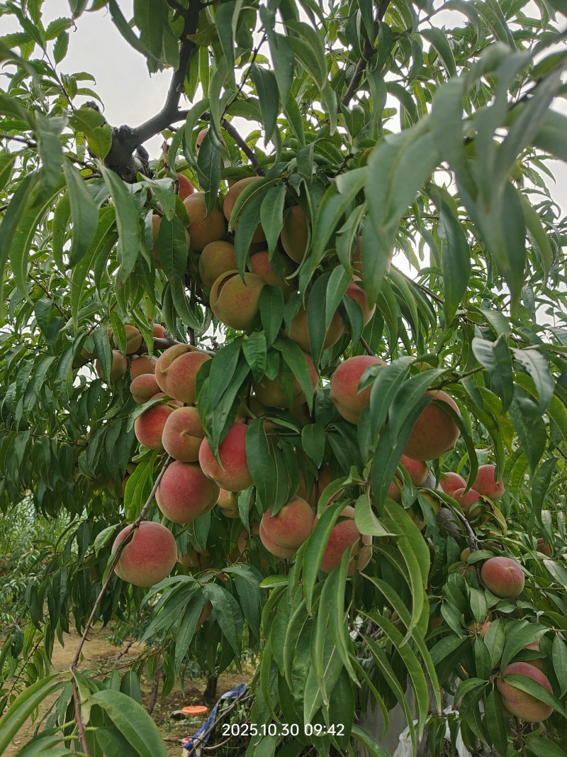 牙变大桃