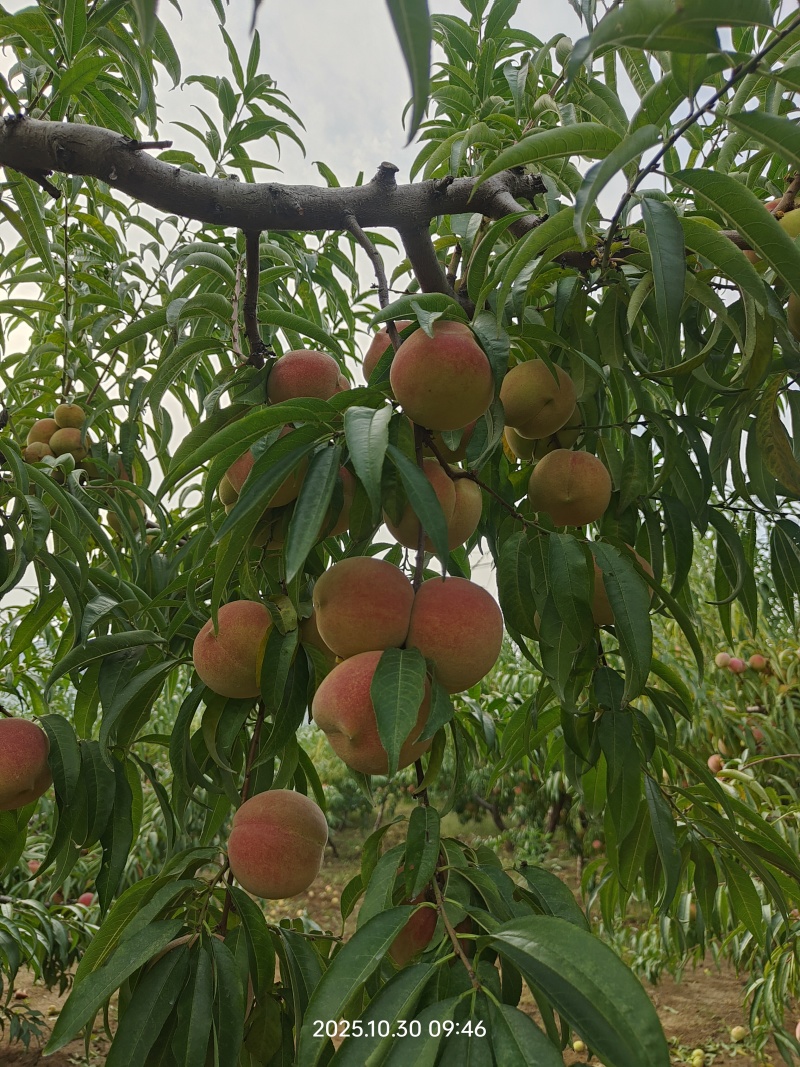 牙变大桃