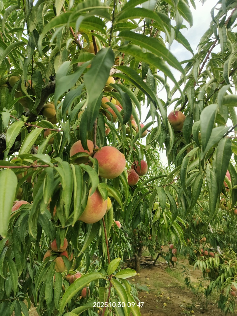牙变大桃